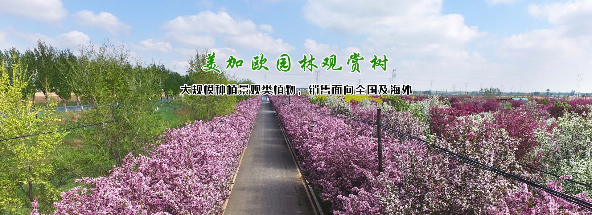 觀賞樹木
