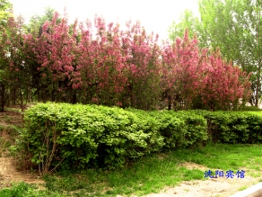 沈陽賓館