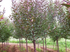 麗江美加歐1號