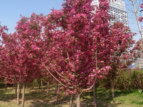 麗江粉色海洋