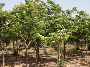 麗江西伯利亞花楸